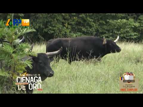 Ganadería La Juliana para Ciénaga de Oro 2026.