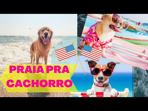 PRAIA PRA CACHORRO NOS ESTADOS UNIDOS| Charlie amou!!!