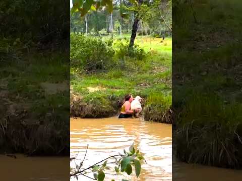 Heroic Rescue Saves Newborn Calf Trapped In Creek Water! 🐮✨ #shorts #goodsamaritan #animalrescue