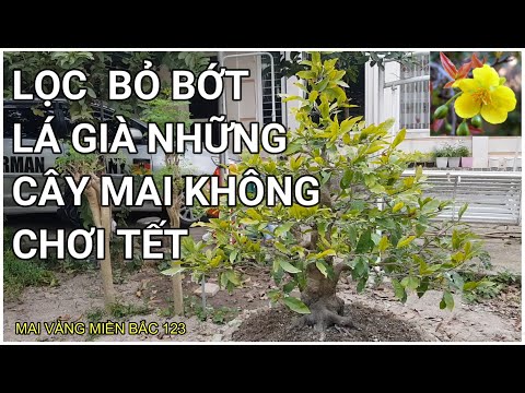 🔴 QBS2182 - TÁC DỤNG CỦA VIỆC LỌC BỎ LÁ GIÀ VỚI NHỮNG CÂY MAI VÀNG KHÔNG CHƠI TẾT  MAI VÀNG MIỀN BẮC