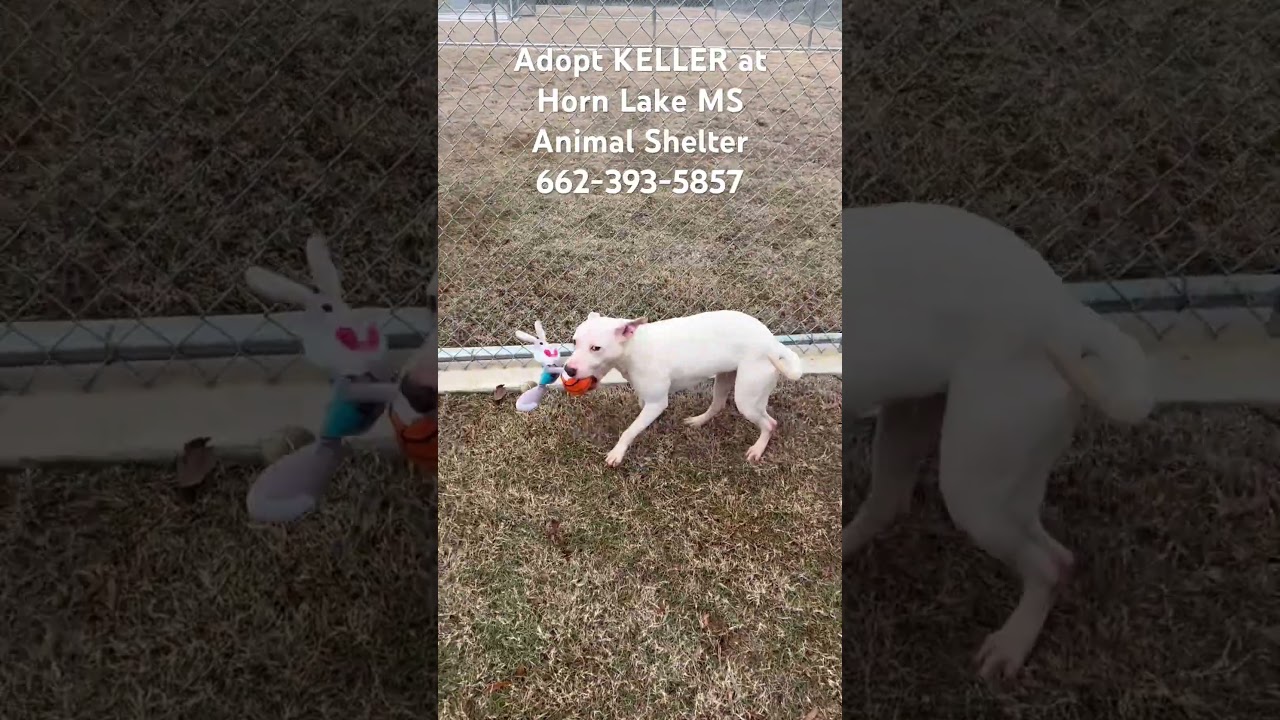 Keller, a ADOPTABLE mixed breed in Horn Lake, MS video 5/5