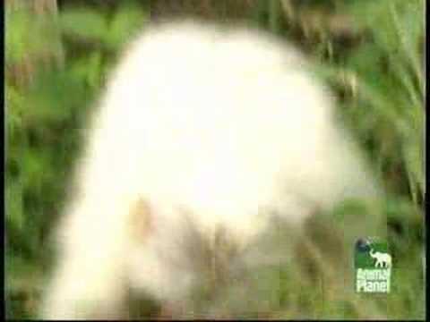 image-Can chimpanzees be white?