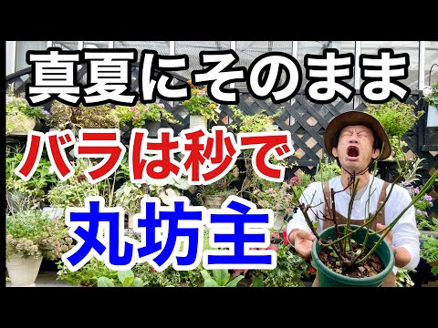 切りバラの香りがしなくなった理由 植物