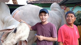 Download lagu SAPI MONSTER KEMBANG LAMBE SIAP TERJUN KE TULUNGAGUNG &SETIA FARM❗️🔥🔥🔥 mp3