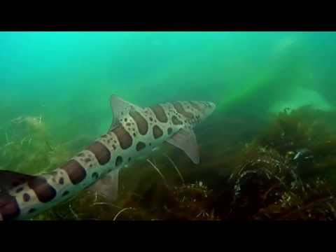 Snorkeling with Leopard Sharks in La Jolla, CA