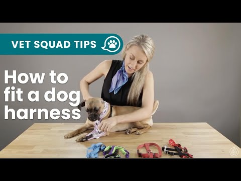 How to fit the 5 main types of #dog harnesses | PET CIRCLE