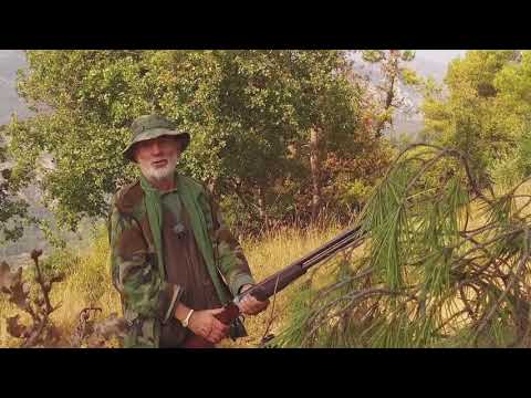 PALOMBES MÉDITERRANÉENNES