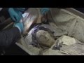 Astonishingly Well Preserved 17th Century Mummy Found