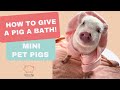 How To Bath A Pet Pig SATX Pet Pigs