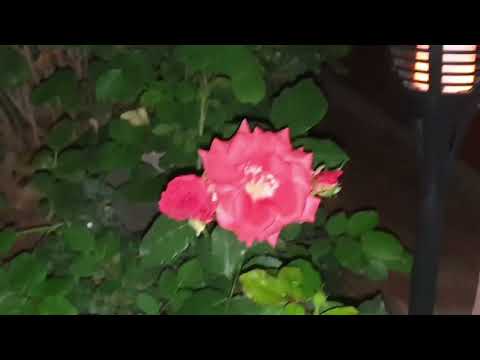 Beautiful spring colors in our garden. Flowers and greenery is my weakness. 😍 beautiful weather