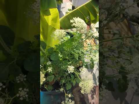 Surya prabhavathi gardens