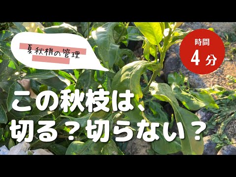 果樹の剪定時期と方法
