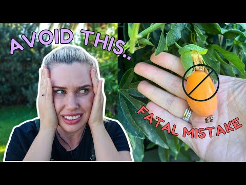 Check your vines! #1 PASSIONFRUIT MISTAKE
