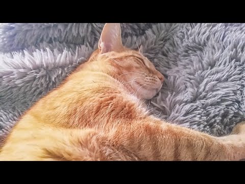 Cat's Purr Sounds Like Snoring