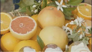 Palma del Río, la ciudad de la naranja. Córdoba