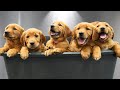Bathing 9 Golden Retriever Puppies For The First Time PURE CHAOS 🥹