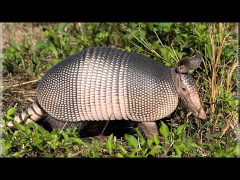 La Cachicama-Jesus Catire Morales