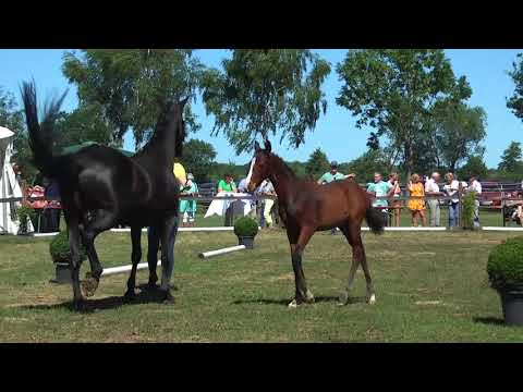 Sudweyher Fohlenschau 2018 - Kat.-Nr. 08