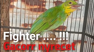 Download lagu CUCAK IJO trotol || GACOR Nyrecet mp3