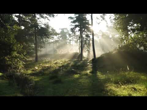 1-Minute Nature Background Sound