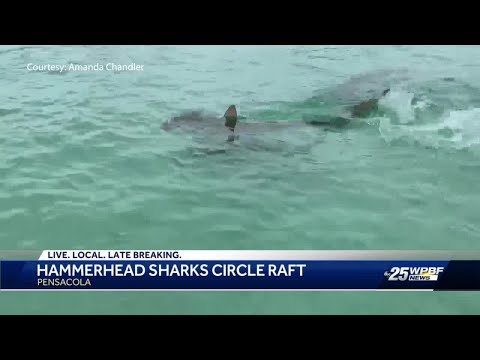 Pensacola swimmers' raft circled by 7 hammerhead sharks