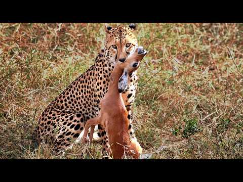 PREDATOR VS PREY | Which Big Cat is the Best Predator? | 4K