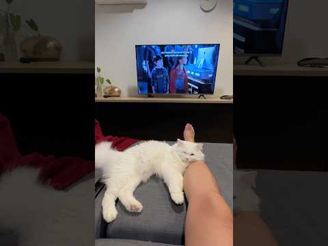 Turkish Angora Cat sleepy