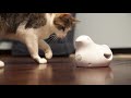 PetSafe Peek-a-Bird™ elektroninis katės žaislas