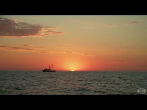 Oro rosado / Trailer