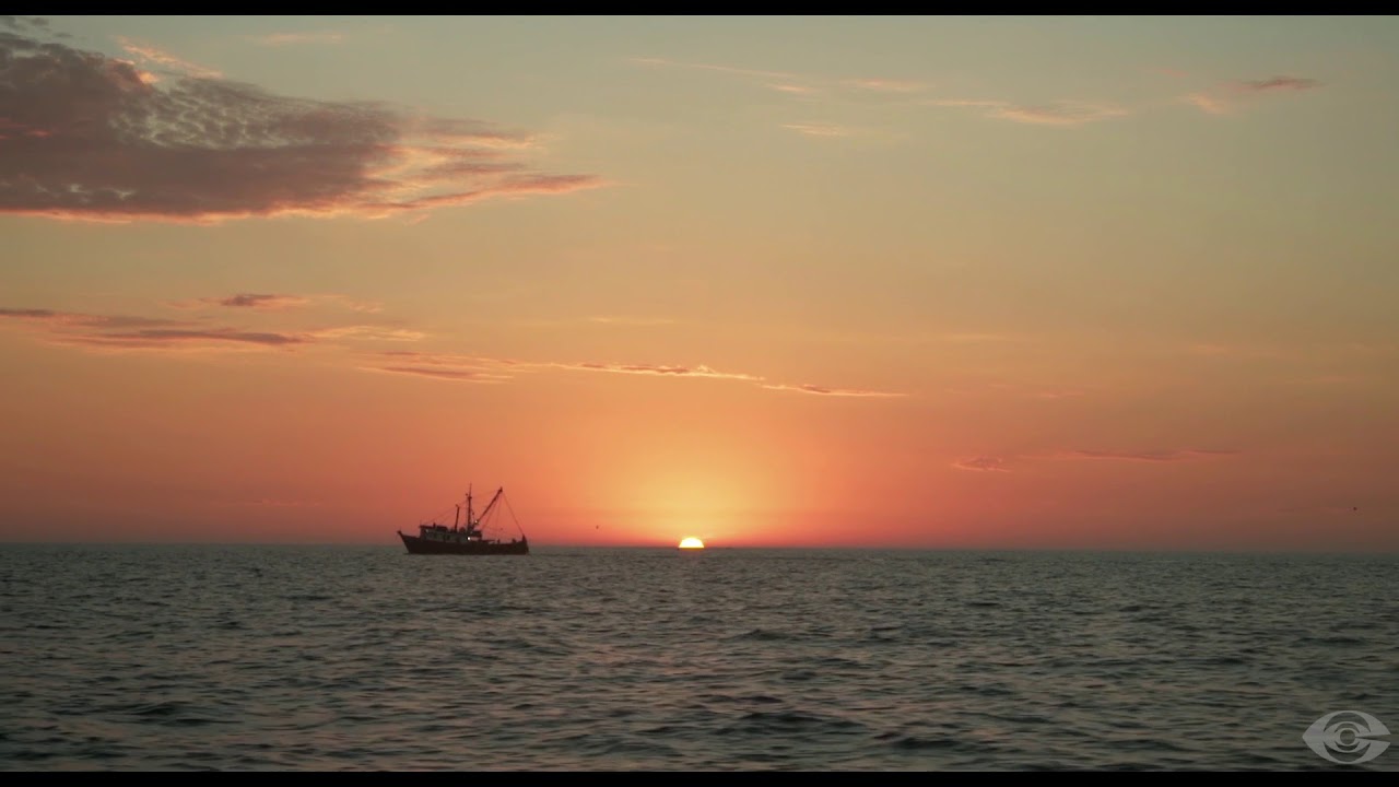 Oro rosado / Trailer