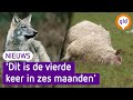 Wolf doodt 21 schapen in Renkum
