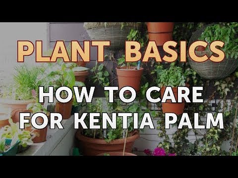 How to Dry an Overwatered Plant