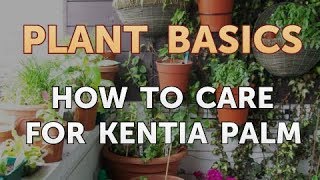 How to Care for Kentia Palm