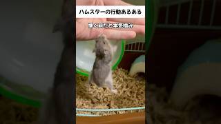 ハムボでハムスターあるある　#ハムスター #あるある