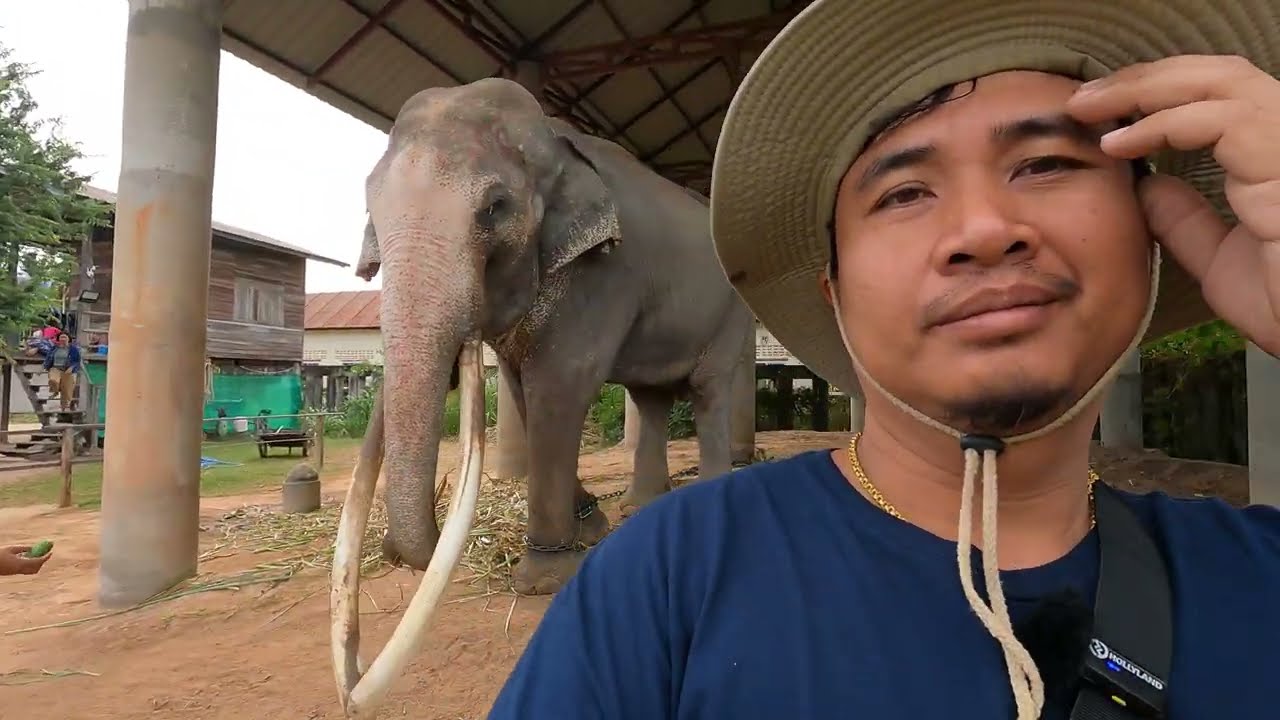 Surin Elephant Village