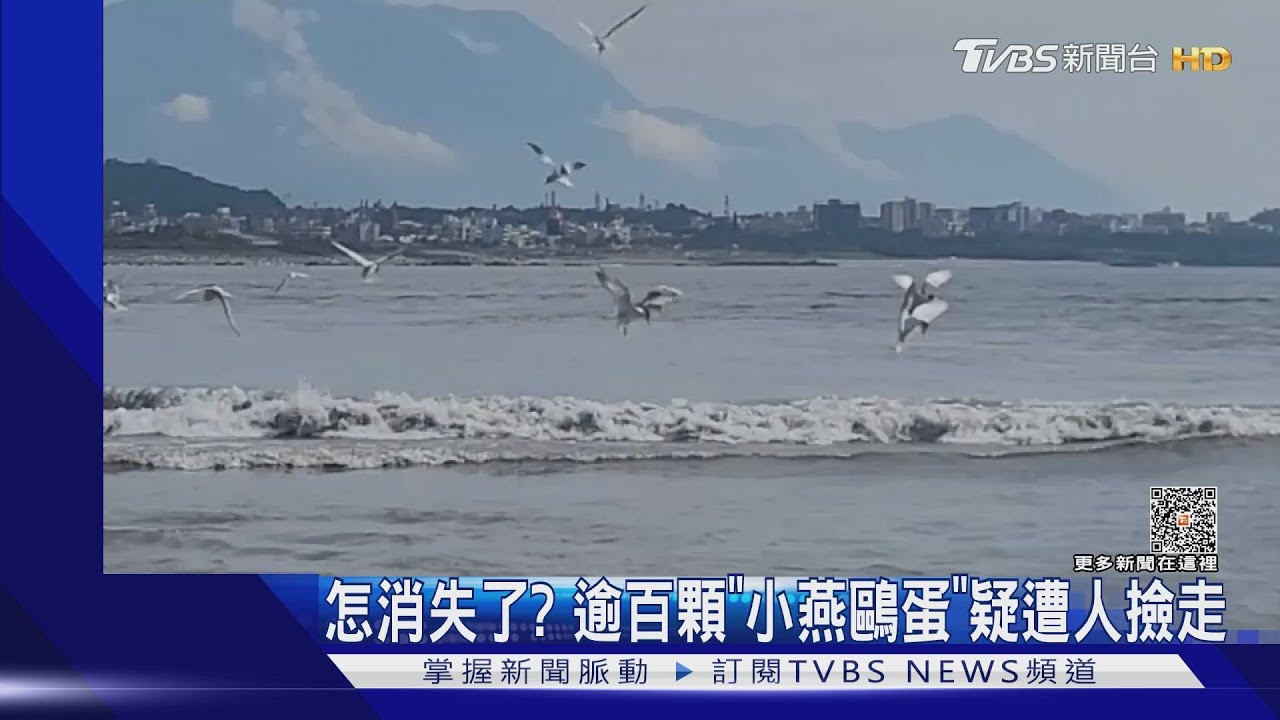怎消失了? 逾百顆「小燕鷗蛋」疑遭人撿走