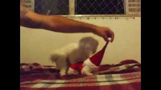 RAIMUNDOS - INFELIZ NATAL
