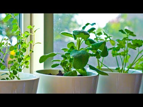 10 Herbs You Can Grow Indoors on Kitchen Counter