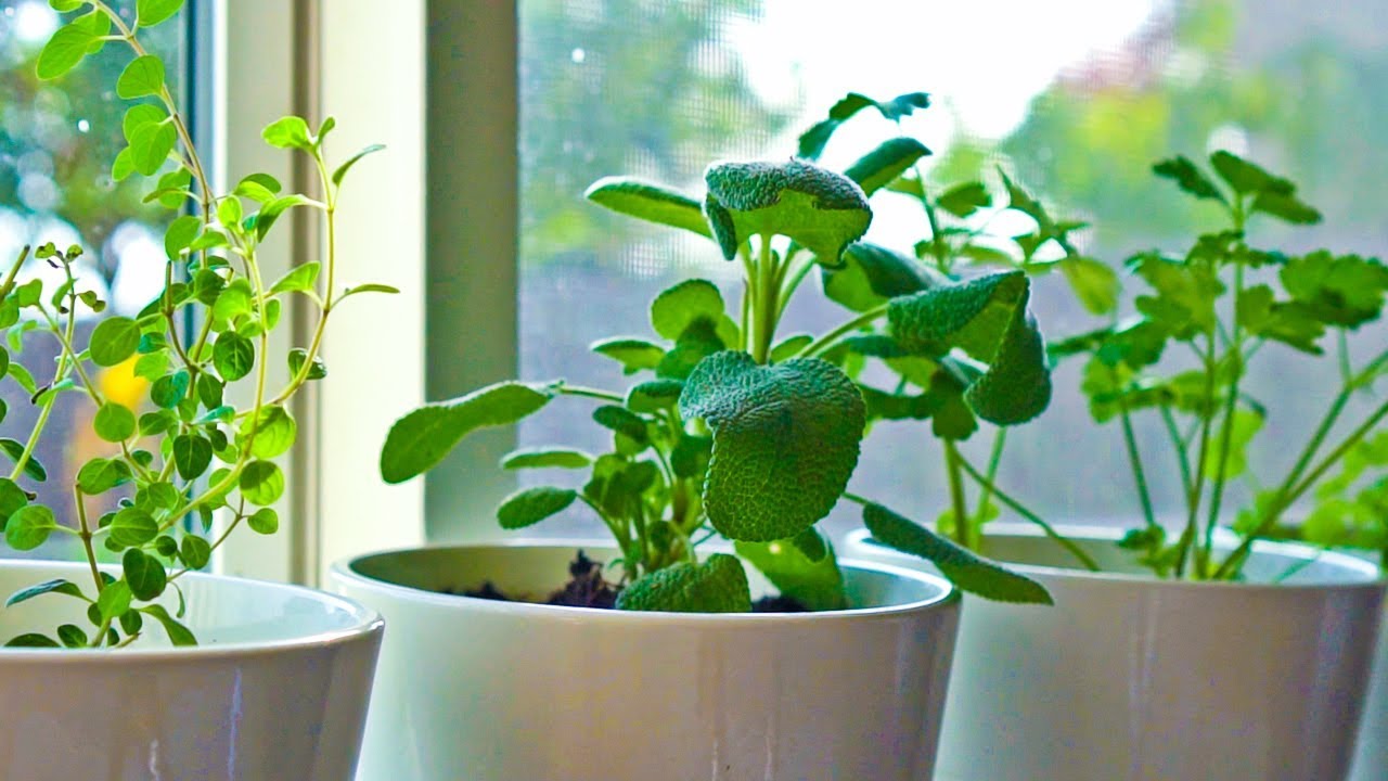 10 Herbs You Can Grow Indoors on Kitchen Counter