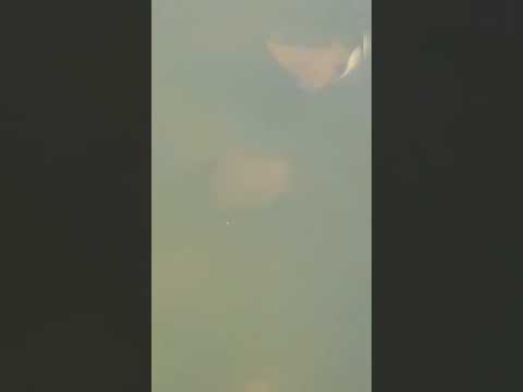 huge stingray family swimming on pier #fish #stingray #shorefishing