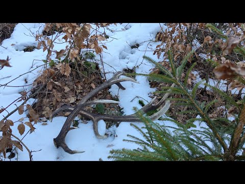 Zrzuty 2026,💪💪 piękna para czternastaka 💪 na start sezonu 💪🌲🦌 drugi znaleziony podczas nagrywania.