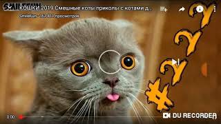Смешные видео про котов попробуй не засмейся