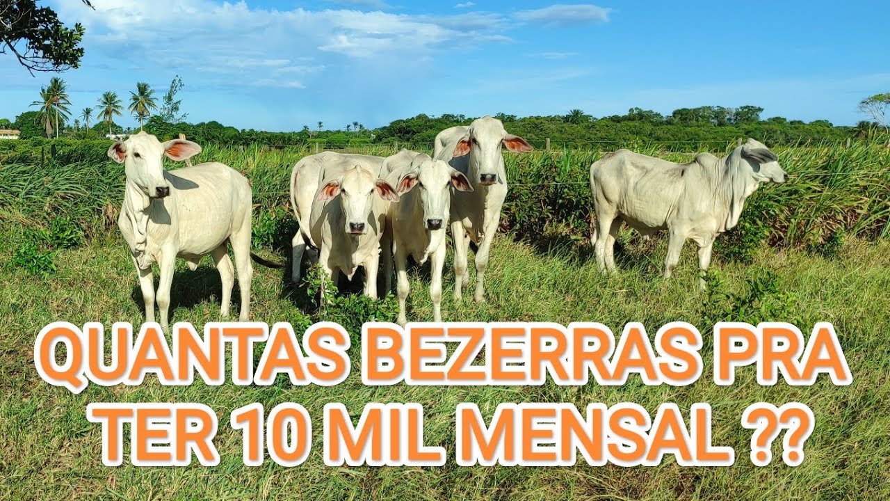 Quantas Bezerras na Recria é Preciso Pra Ter uma Renda 10 mil Mensal??