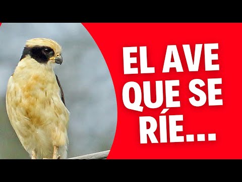 El ave que se ríe: Halcón Reidor o Guaco!! Laughing Falcon 