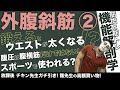 『外腹斜筋補足!外腹斜筋鍛えてもウエストは問題無し!』CHICKEN HEART TV vol.142座学