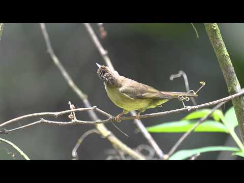 Bulbul žltohrdlý (Iole finschii) — správanie, biotop a hlas