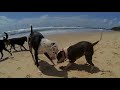 HAPPY DOGS & CAT in AUSTRALIA - Pharrell Williams ´´HAPPY´´ song