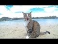 HAPPY DOGS & CAT in AUSTRALIA - Pharrell ...