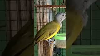 Download lagu Burung samyong gacor banget #shorts #samyongjuara #anakansamyong mp3