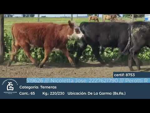 Lote Hembras - De la Garma Bs As